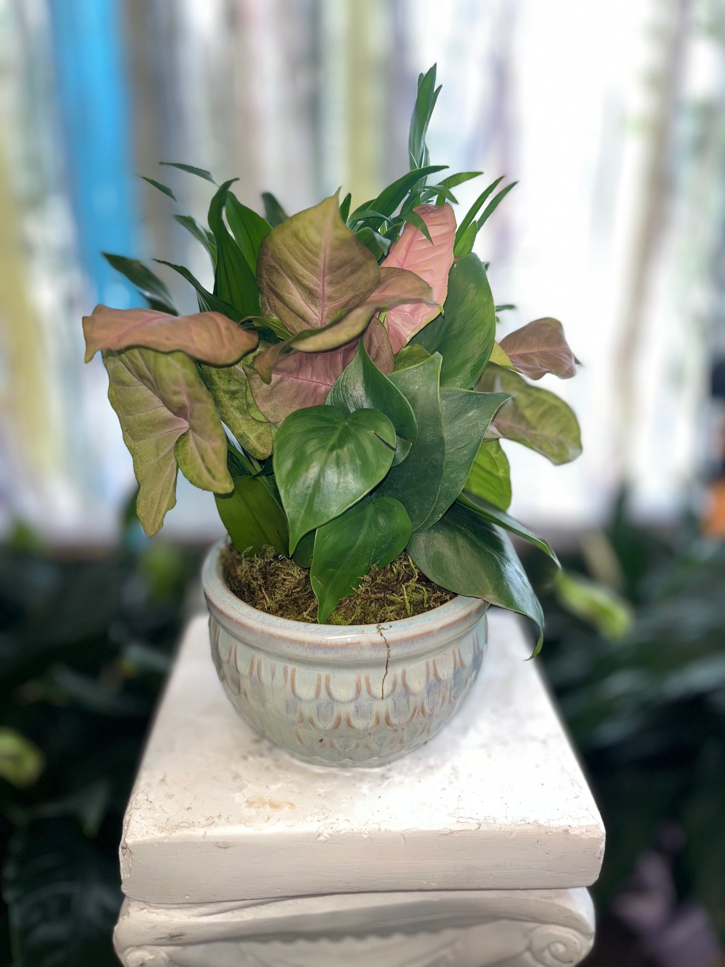 Small Dish Garden, 6-inch Ceramic Dish