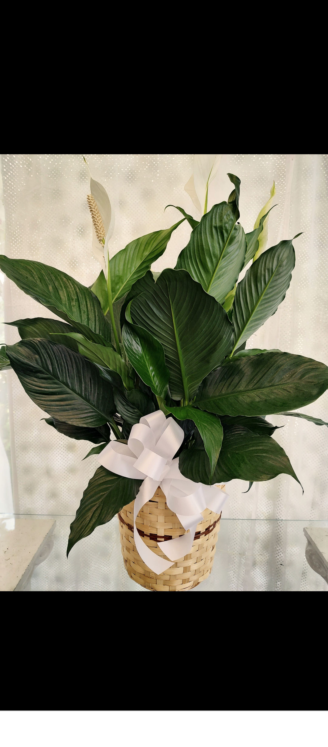 Large Peace Lily