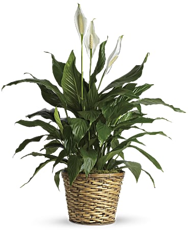 Medium Peace Lily