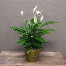 Small Peace Lily
