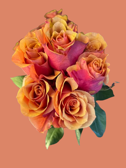 A Half Dozen Bi-Color Roses