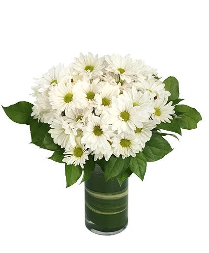 daisy deals