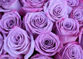 A Half Dozen Lavender Roses