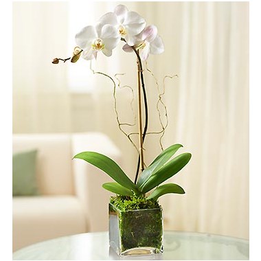 white orchid