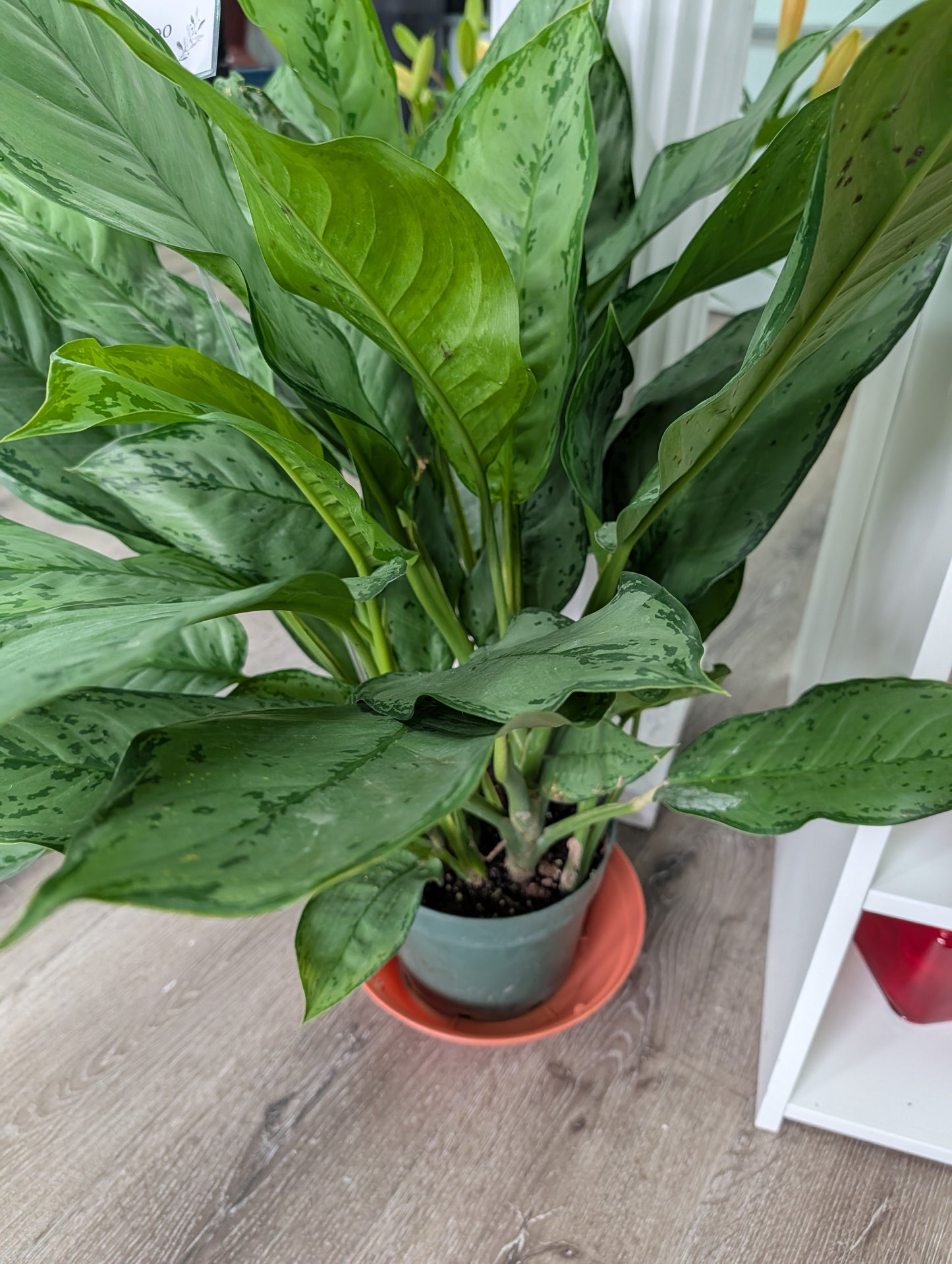 Chinese evergreen in basket