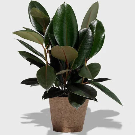 Rubber Plant (Ficus elastica)