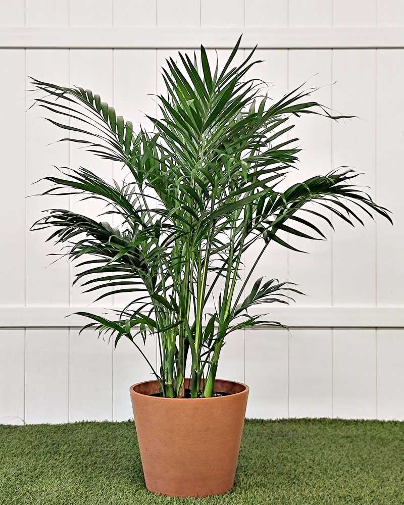 palm