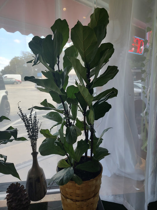 Fiddle Leaf Fig