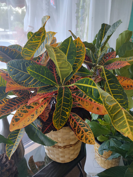 Fall Croton