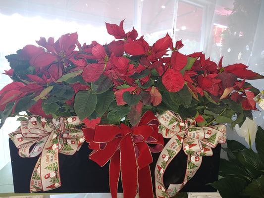 3 large Poinsettia  in a beautiful planter with bows, sure to wow as a present