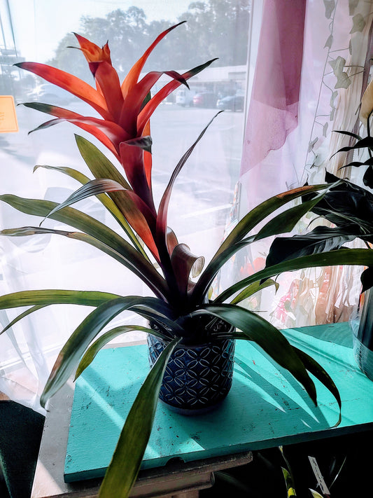 Bromeliad