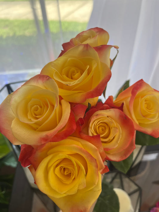 1 Dozen Bi-Color Red&Yellow Roses Standard Stem