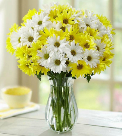 daisy deals