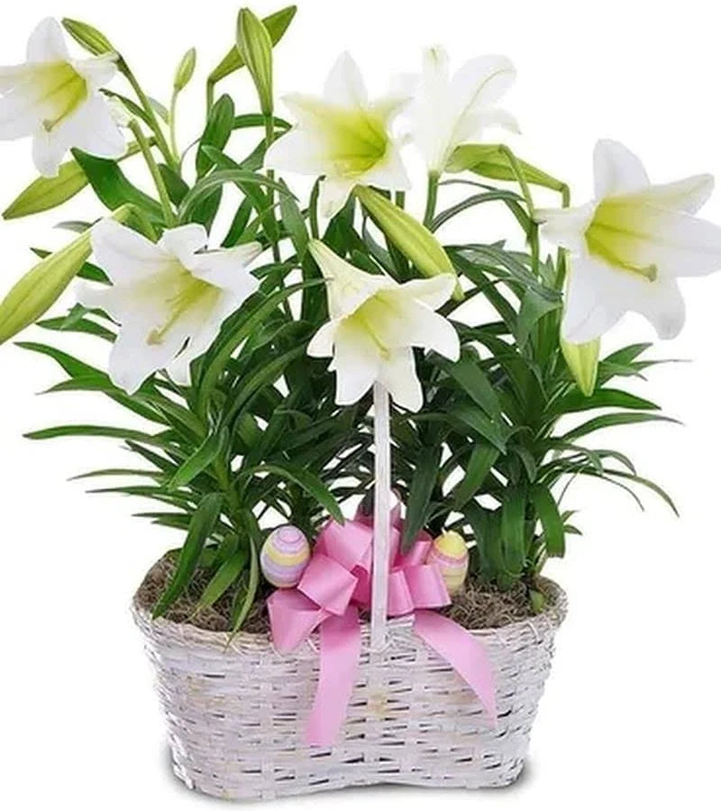 Double Easter lily only available easter week