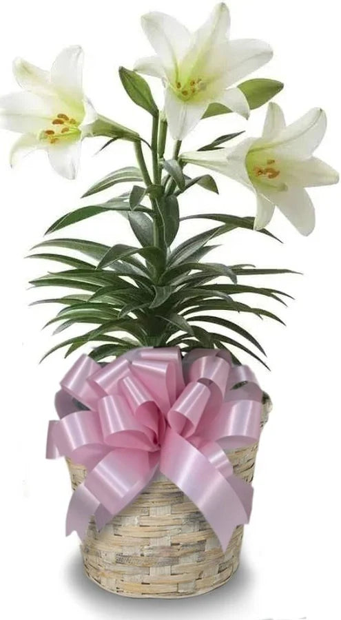 Easter lily only available easter week