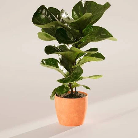 fiddle leaf