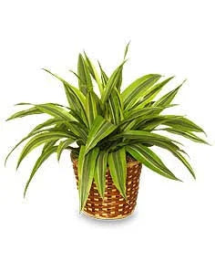 Dracaena fragrans 'Lemon Lime'