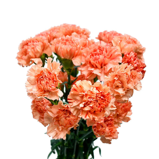 Dozen Orange Carnations