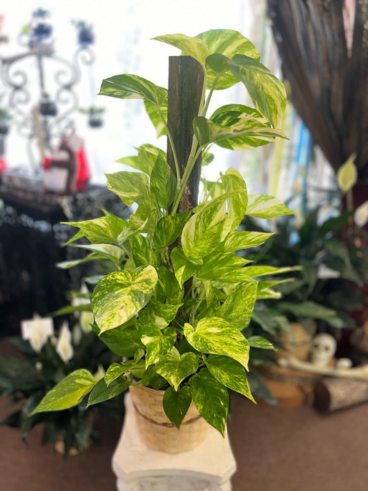 Pothos on a Pole