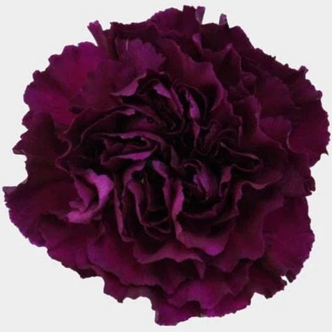 Dozen Purple Carnations