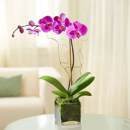 Purple Orchid