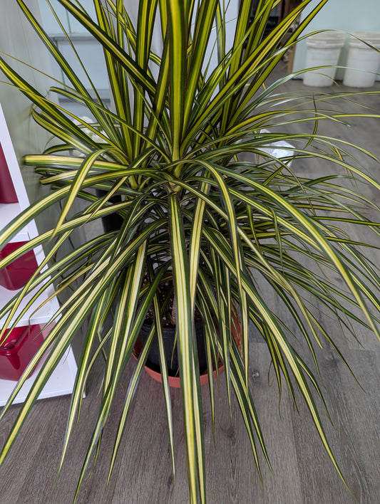 Dracaena in basket indoor plant