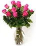 dozen hot pink rose standard stem