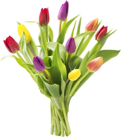 10 mixed Tulips